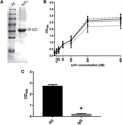 Preparation and Evaluation of the Fully Humanized Monoclonal Antibody GD-mAb Against Respiratory Syncytial Virus